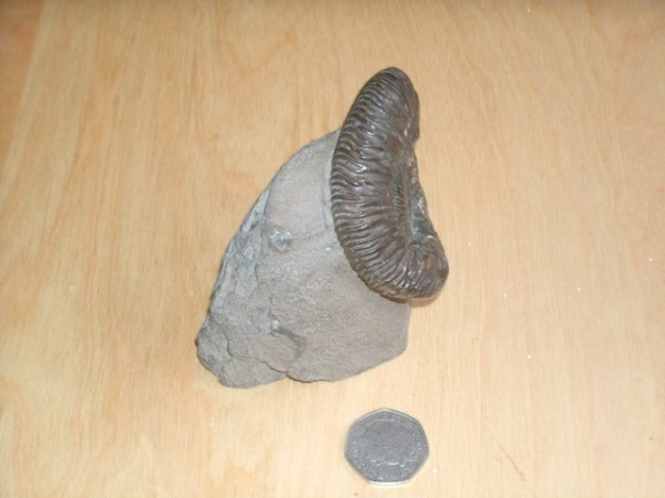 Dactylioceras sp. forma aegra undatispirata, 6 cm (Col. D. Groocock), keel view