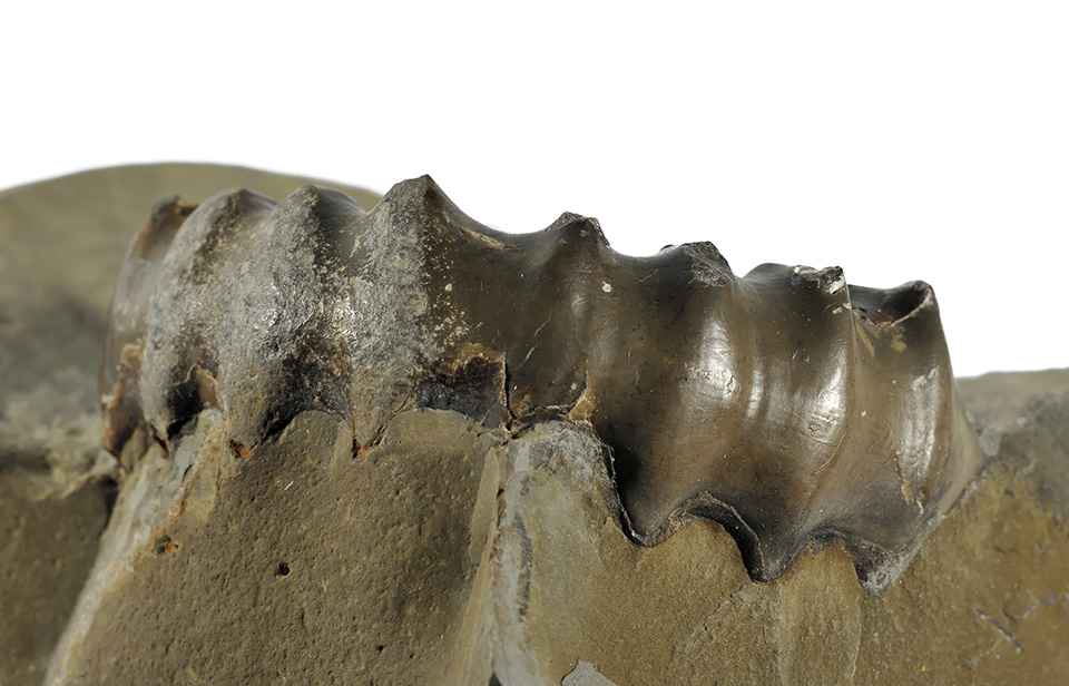 Xipheroceras dudressieri, 6 cm, keel view. Holderness coast specimen, D. Pearson collection